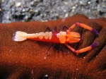 Emperor Shrimp on Seacucumber